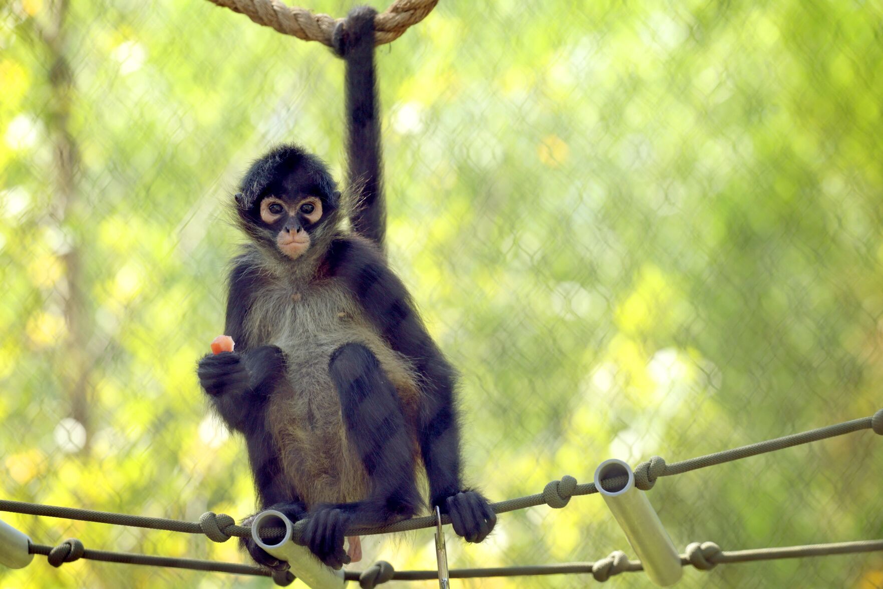 St. Louis Zoo chosen as home, for now, for confiscated spider monkeys